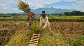 BPS Ungkap Pergeseran Produksi Padi Jawa Timur Sebagai Barometer Agraris Nasional