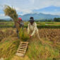 BPS Ungkap Pergeseran Produksi Padi Jawa Timur Sebagai Barometer Agraris Nasional