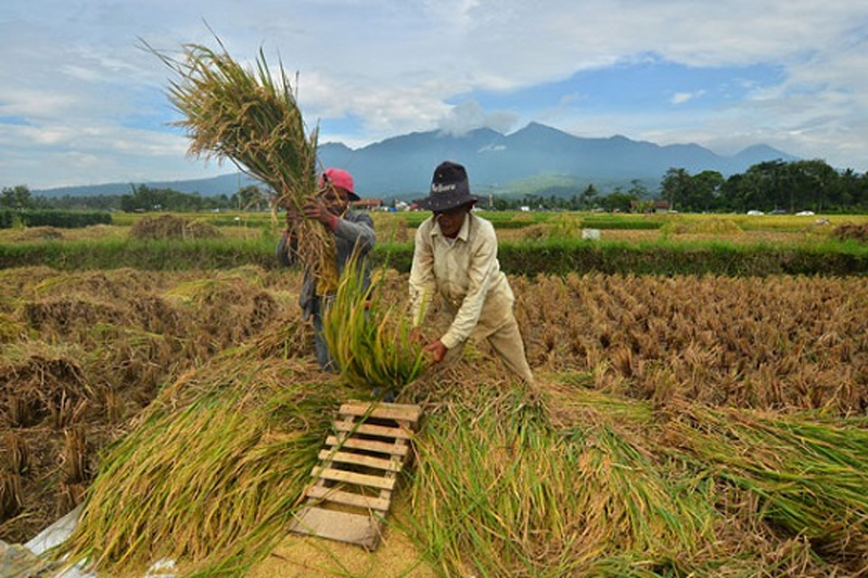 BPS Ungkap Pergeseran Produksi Padi Jawa Timur Sebagai Barometer Agraris Nasional