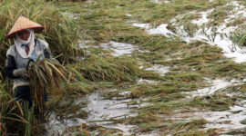 Ribuan Hektar Sawah di Jawa Tengah Puso Akibat Banjir Awal Tahun