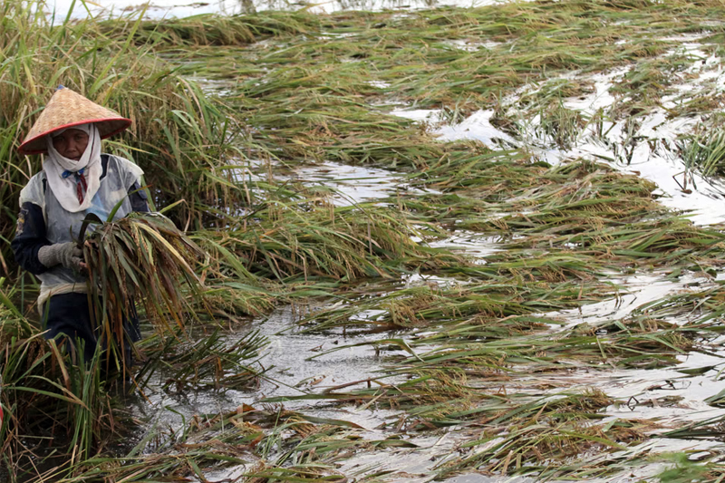Ribuan Hektar Sawah di Jawa Tengah Puso Akibat Banjir Awal Tahun
