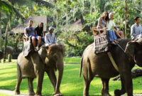 Indonesia Larang Atraksi Naik Gajah Demi Kesejahteraan Hewan dan Pariwisata Etis