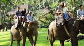 Indonesia Larang Atraksi Naik Gajah Demi Kesejahteraan Hewan dan Pariwisata Etis
