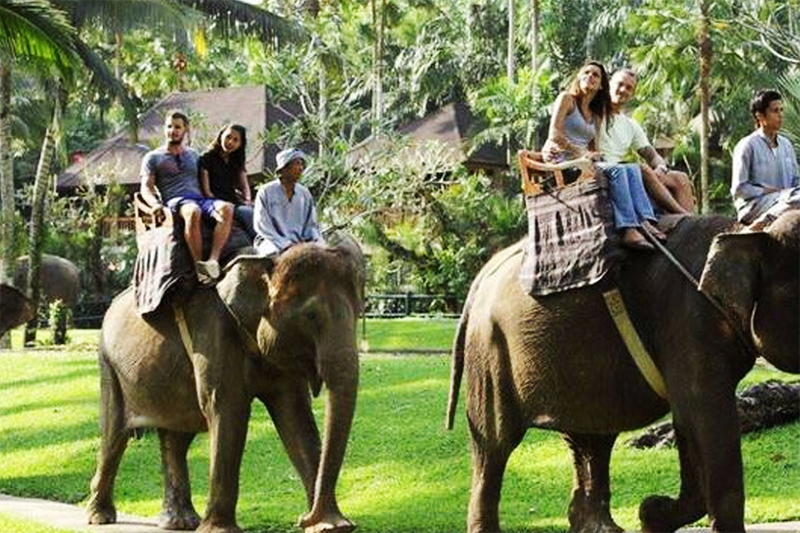 Indonesia Larang Atraksi Naik Gajah Demi Kesejahteraan Hewan dan Pariwisata Etis