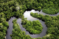 Bagian dari hutan Amazon di Peru. Foto oleh Paul Rosolei