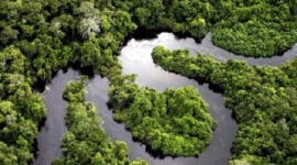 Bagian dari hutan Amazon di Peru. Foto oleh Paul Rosolei