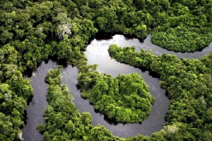 Bagian dari hutan Amazon di Peru. Foto oleh Paul Rosolei