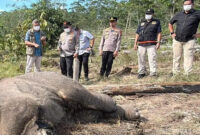 Polisi Tetapkan Pemilik Lahan Jadi Tersangka Kematian Anak Gajah TNTN