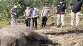 Polisi Tetapkan Pemilik Lahan Jadi Tersangka Kematian Anak Gajah TNTN