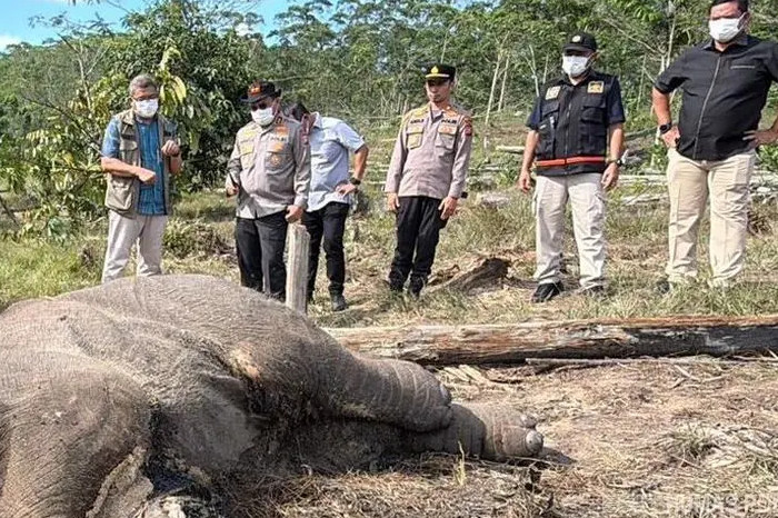 Polisi Tetapkan Pemilik Lahan Jadi Tersangka Kematian Anak Gajah TNTN